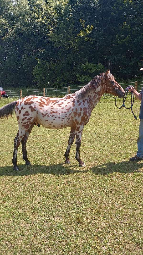 bay-aphc-icaa-colt-gelding