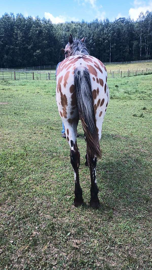 aphc-icaa-colt-gelding