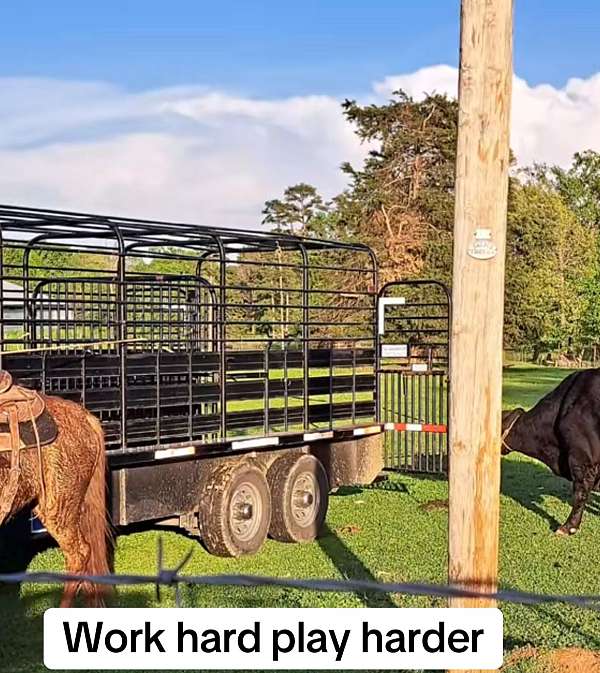 face-strip-horse