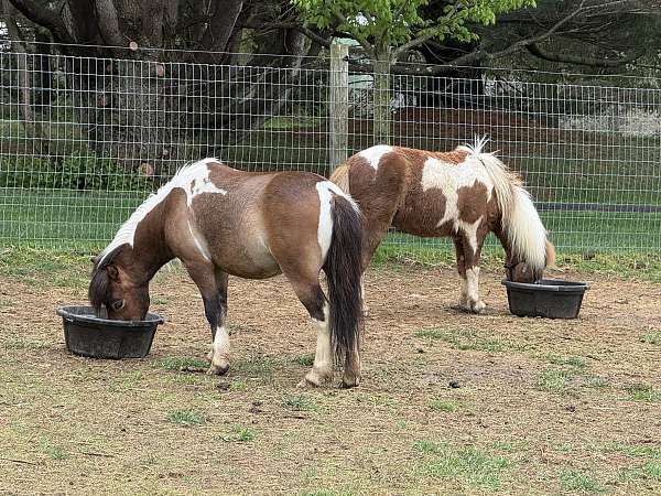 miniature-gelding