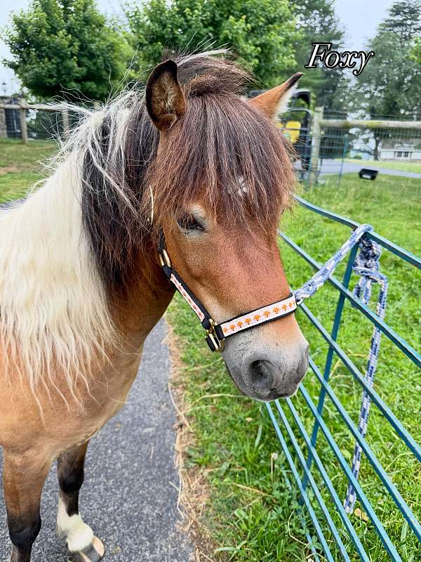 miniature-horse-for-sale