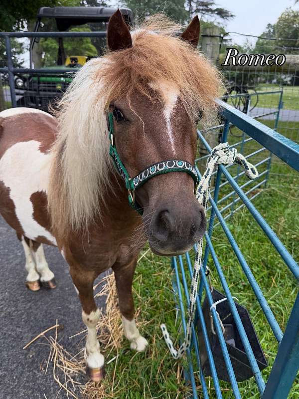 miniature-horse