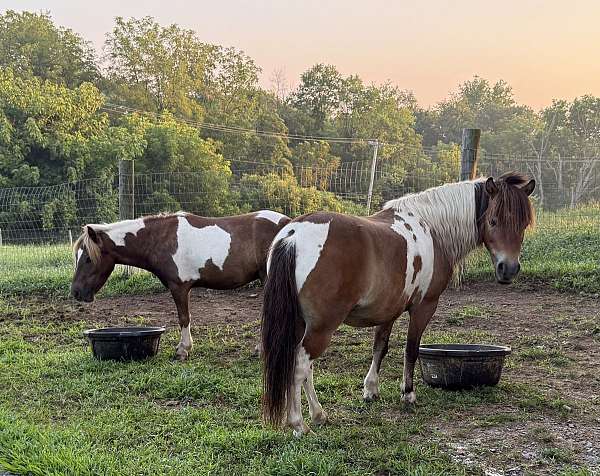 gelding