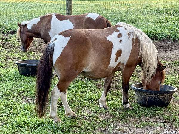 trained-miniature-horse