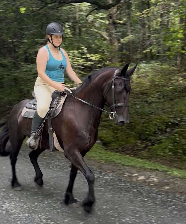 great-hooves-friesian-horse