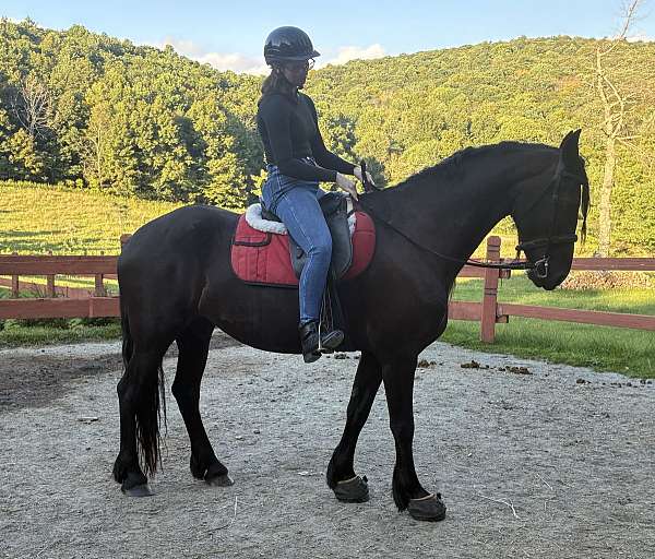 friesian-sporthorse-dressage-baroque-horse