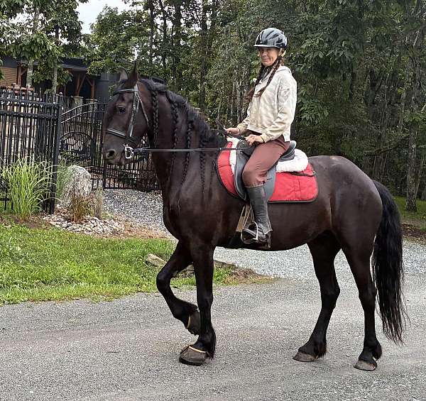 friesian-sporthorse-dressage-baroque-mare