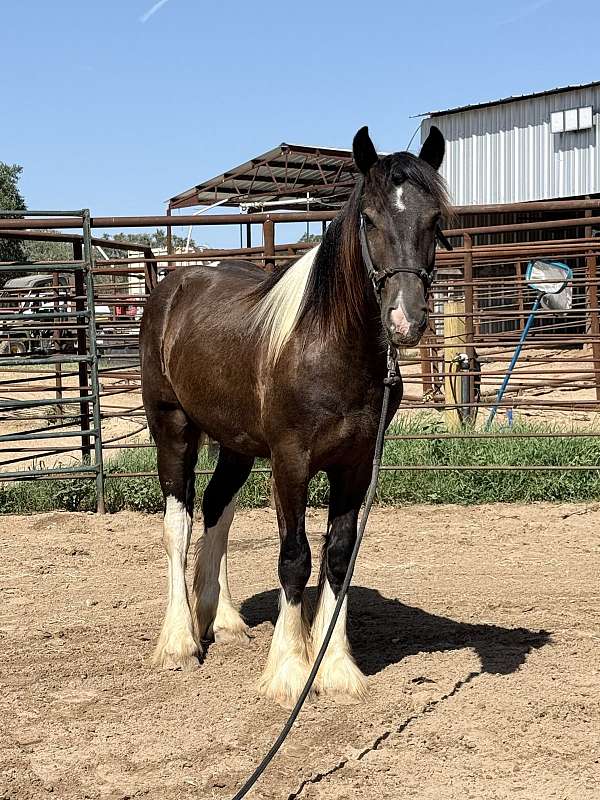 all-around-gypsy-vanner-horse