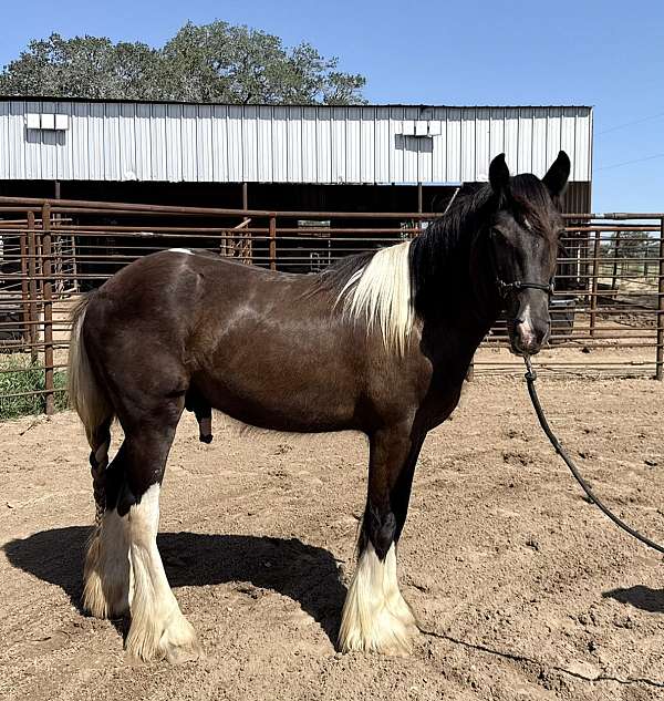piebald-gypsy-vanner-colt
