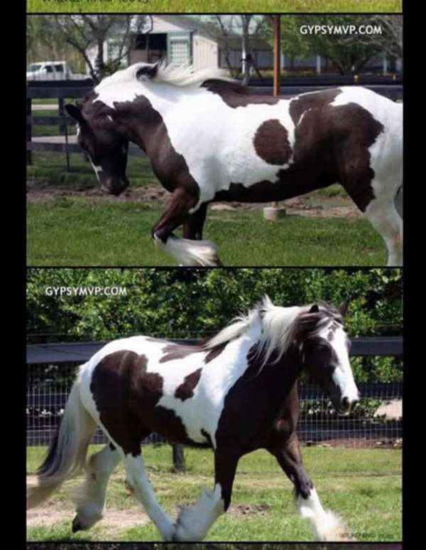 boerne-gypsy-vanner-horse