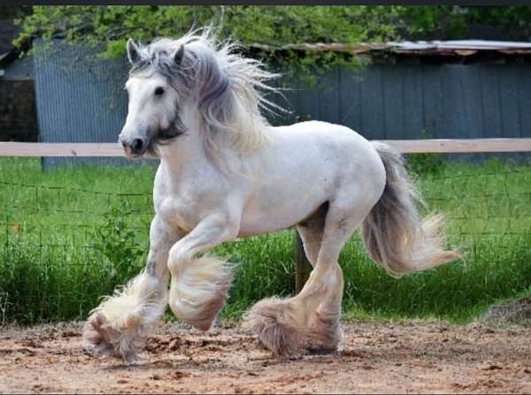 haul-gypsy-vanner-horse