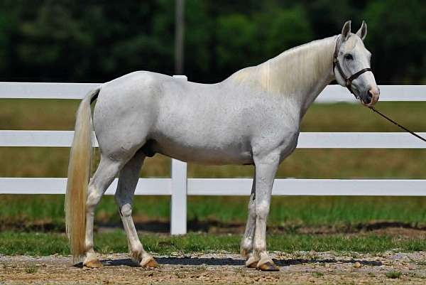 pleasure-horses-for-sale-tennessee-walking