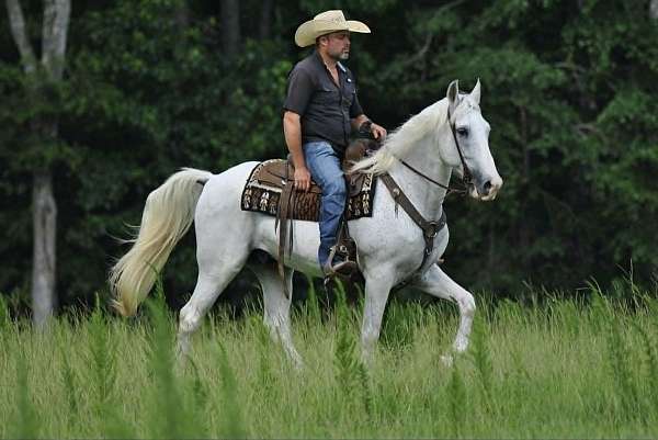 pleasure-horses-for-sale