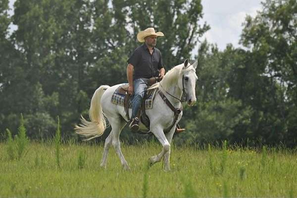 pleasure-horses-for-sale-gelding