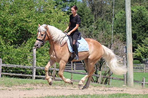 wester-haflinger-horse