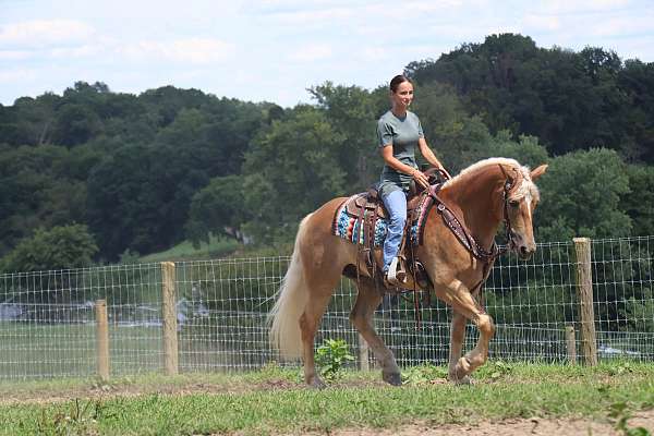 white-stripe-mane-tail-horse