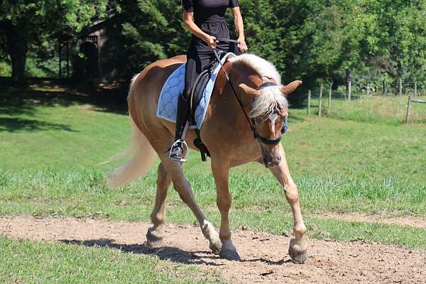 companion-haflinger-horse
