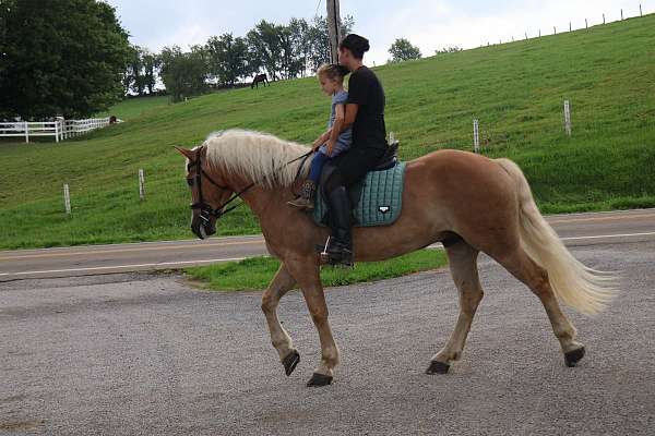 athletic-haflinger-horse