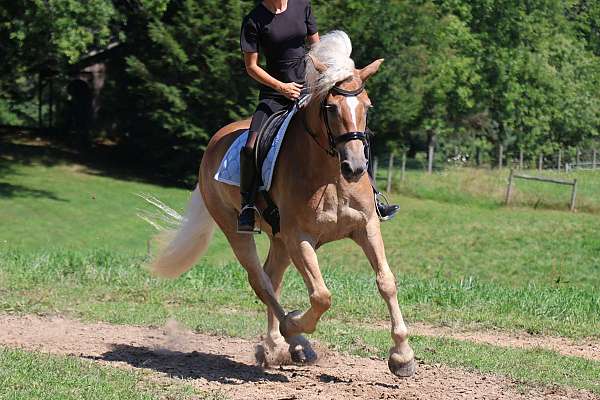 dressage-haflinger-horse