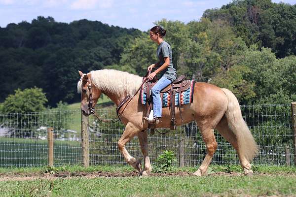 driving-haflinger-horse
