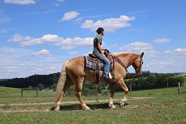 english-pleasure-haflinger-horse