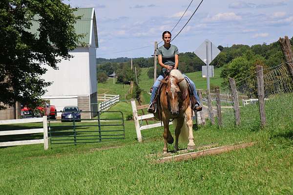 eventing-haflinger-horse