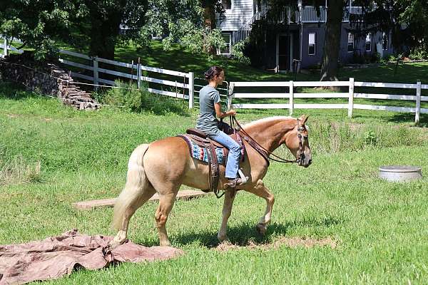 foundation-haflinger-horse