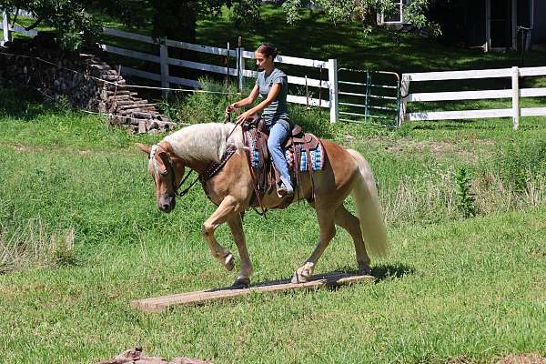 flashy-haflinger-horse