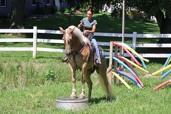 flaxen-mane-haflinger-horse
