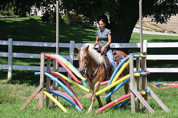 hunter-haflinger-horse