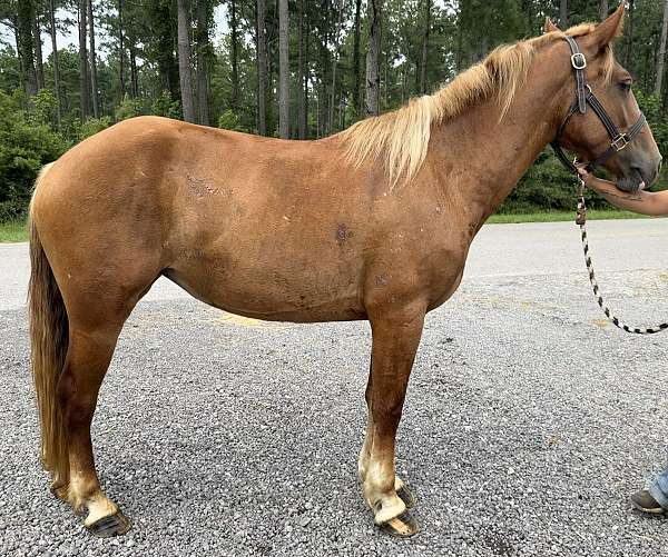 sorrel-morgan-mare