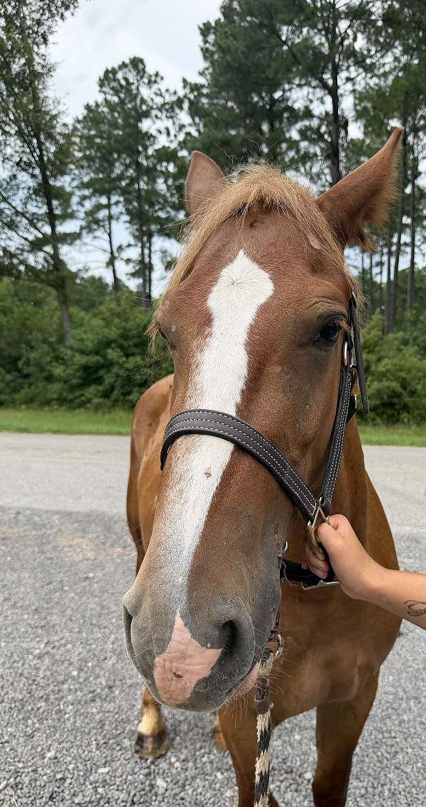 14-hand-morgan-mare