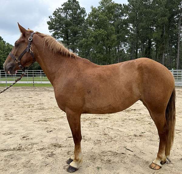 sorrel-mare-for-sale