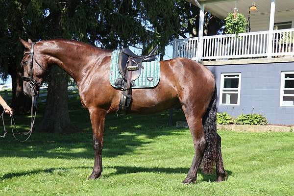 all-around-friesian-horse