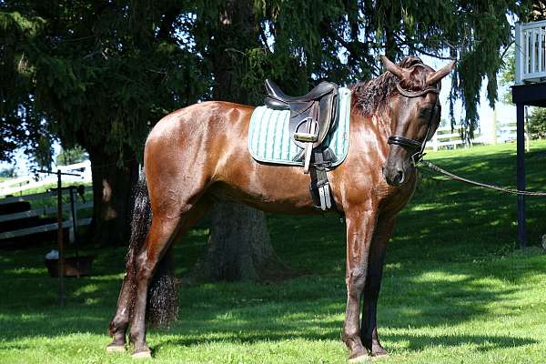 dressage-friesian-horse