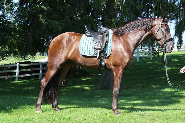 cross-friesian-horse