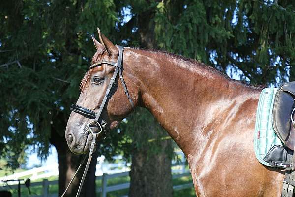 athletic-friesian-horse