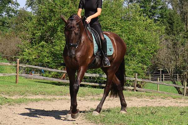 driving-friesian-horse