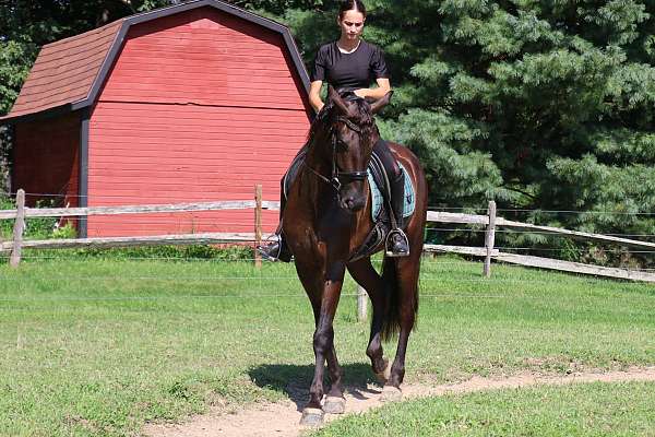 eventing-friesian-horse