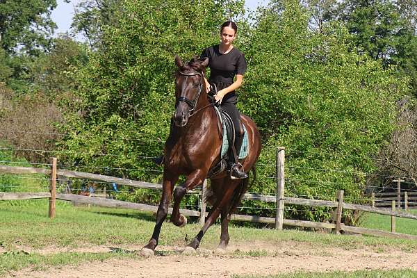 harness-friesian-horse