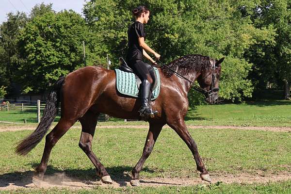 hunter-friesian-horse