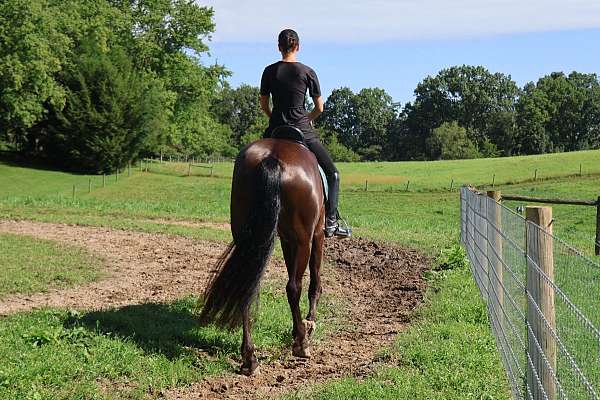 lesson-friesian-horse
