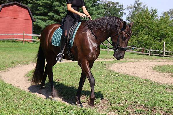 pleasure-driving-friesian-horse