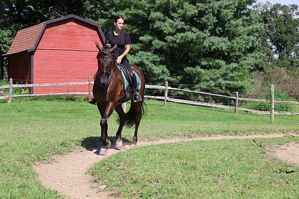 ridden-english-friesian-horse