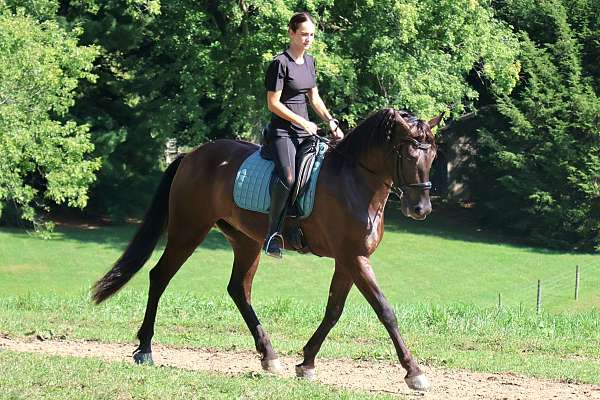 sport-friesian-horse