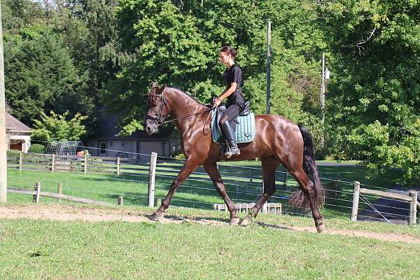 ridden-western-friesian-horse