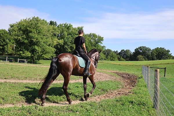 trail-friesian-horse