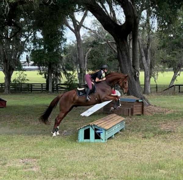 hanoverian-gelding