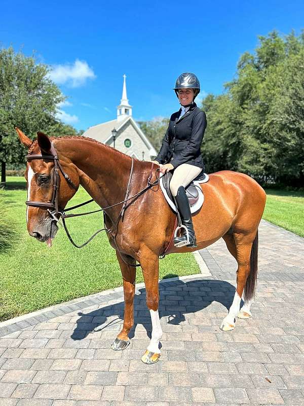 barrel-hanoverian-horse