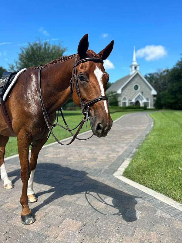 hanoverian-horse-for-sale